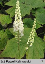 Actaea cordifolia (pluskwica groniasta)