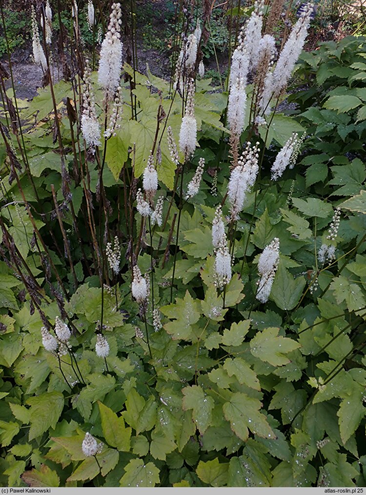 Actaea cordifolia (pluskwica sercolistna)