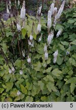 Actaea cordifolia (pluskwica sercolistna)