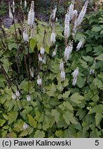 Actaea cordifolia (pluskwica groniasta)