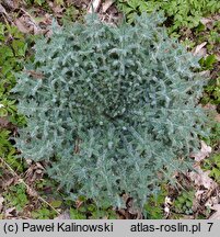 Cirsium vulgare (ostrożeń lancetowaty)