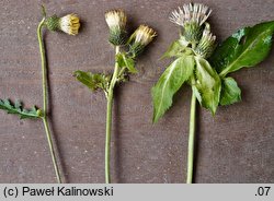 Cirsium ×candolleanum