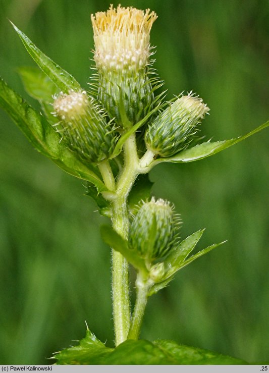 Cirsium ×candolleanum