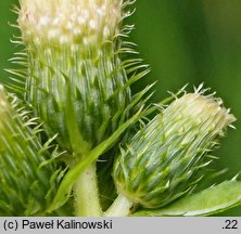 Cirsium ×candolleanum