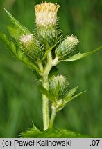 Cirsium ×candolleanum