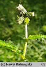 Cirsium ×candolleanum