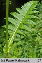 Cirsium ×candolleanum