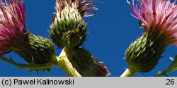 Cirsium ×erucagineum