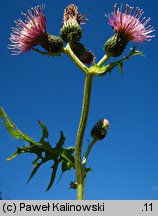 Cirsium ×erucagineum