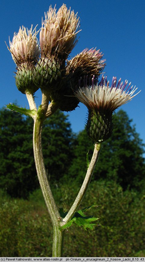 Cirsium ×erucagineum