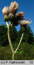 Cirsium ×erucagineum