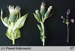 Cirsium ×hybridum