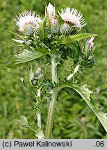 Cirsium ×hybridum