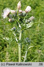 Cirsium ×hybridum