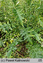 Cirsium ×hybridum