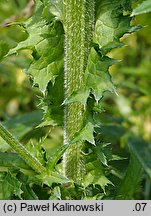 Cirsium ×hybridum