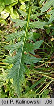 Cirsium ×hybridum