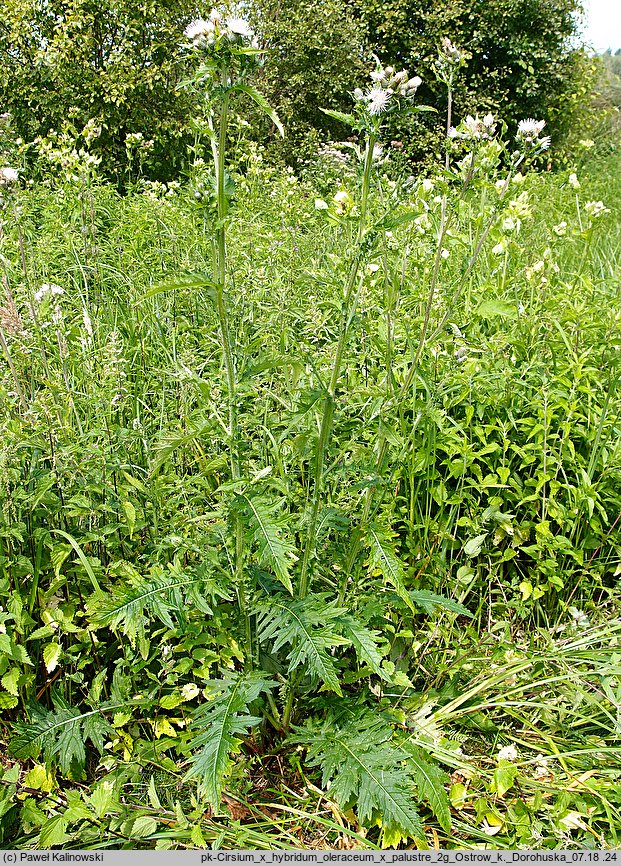 Cirsium ×hybridum