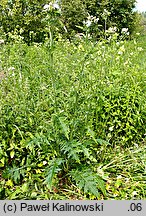 Cirsium ×hybridum