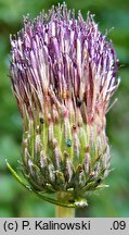 Cirsium ×praealpinum