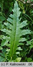 Cirsium ×praealpinum