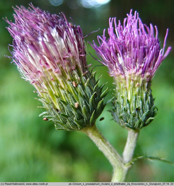 Cirsium ×praealpinum