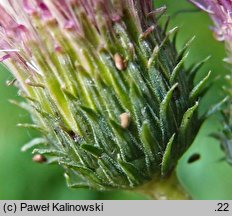 Cirsium ×praealpinum