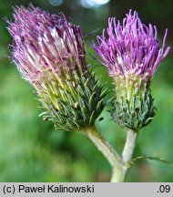 Cirsium ×praealpinum