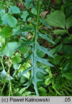 Cirsium ×praealpinum