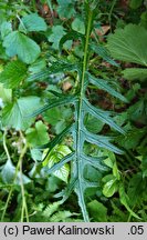 Cirsium ×praealpinum