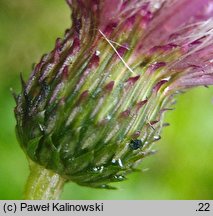 Cirsium ×praealpinum