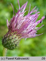 Cirsium ×praealpinum