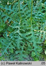 Cirsium ×praealpinum
