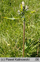 Cirsium ×reichenbachianum