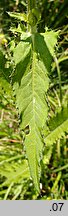 Cirsium ×reichenbachianum