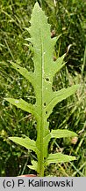 Cirsium ×reichenbachianum