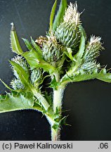 Cirsium ×reichenbachianum