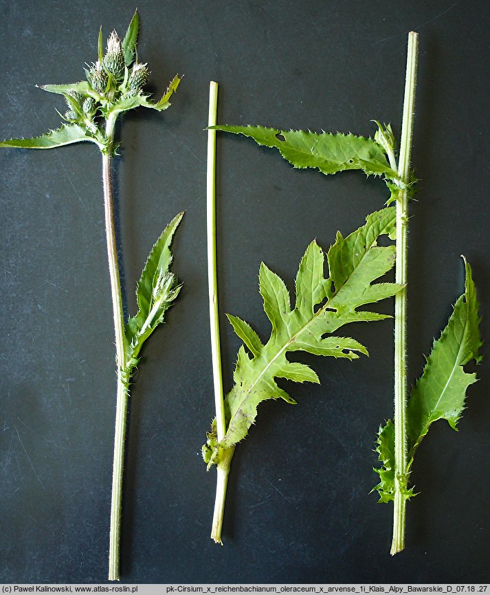 Cirsium ×reichenbachianum