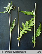 Cirsium ×reichenbachianum