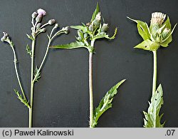 Cirsium ×reichenbachianum