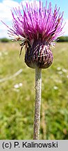 Cirsium ×siegertii