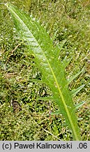 Cirsium ×siegertii