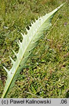 Cirsium ×siegertii