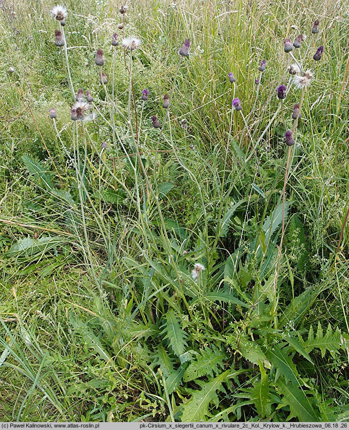 Cirsium ×siegertii