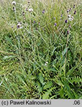 Cirsium ×siegertii