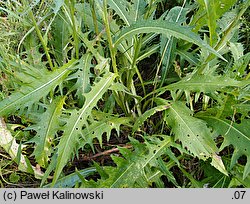 Cirsium ×siegertii