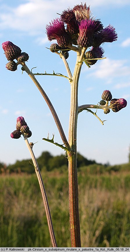 Cirsium ×subalpinum