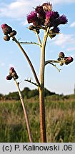 Cirsium ×subalpinum