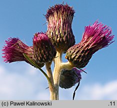 Cirsium ×subalpinum