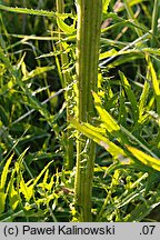 Cirsium ×subalpinum